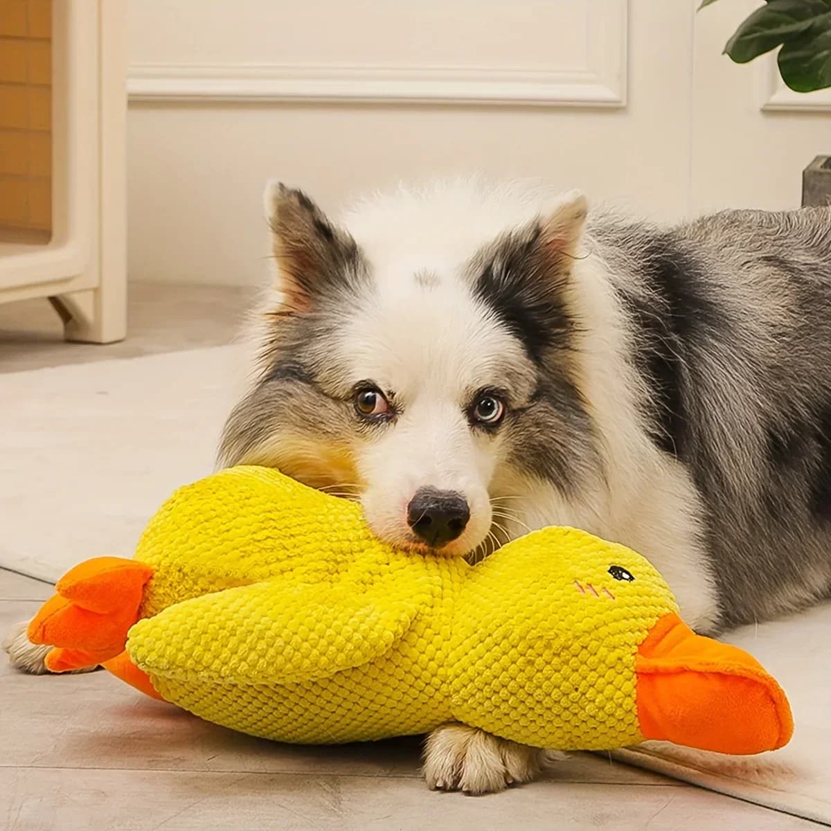 Giocattolo di peluche stridulo dei denti di digrignamento dell'animale domestico di disegno dell'anatra di 1pc, giocattolo da masticare durevole per la fornitura interattiva del cane