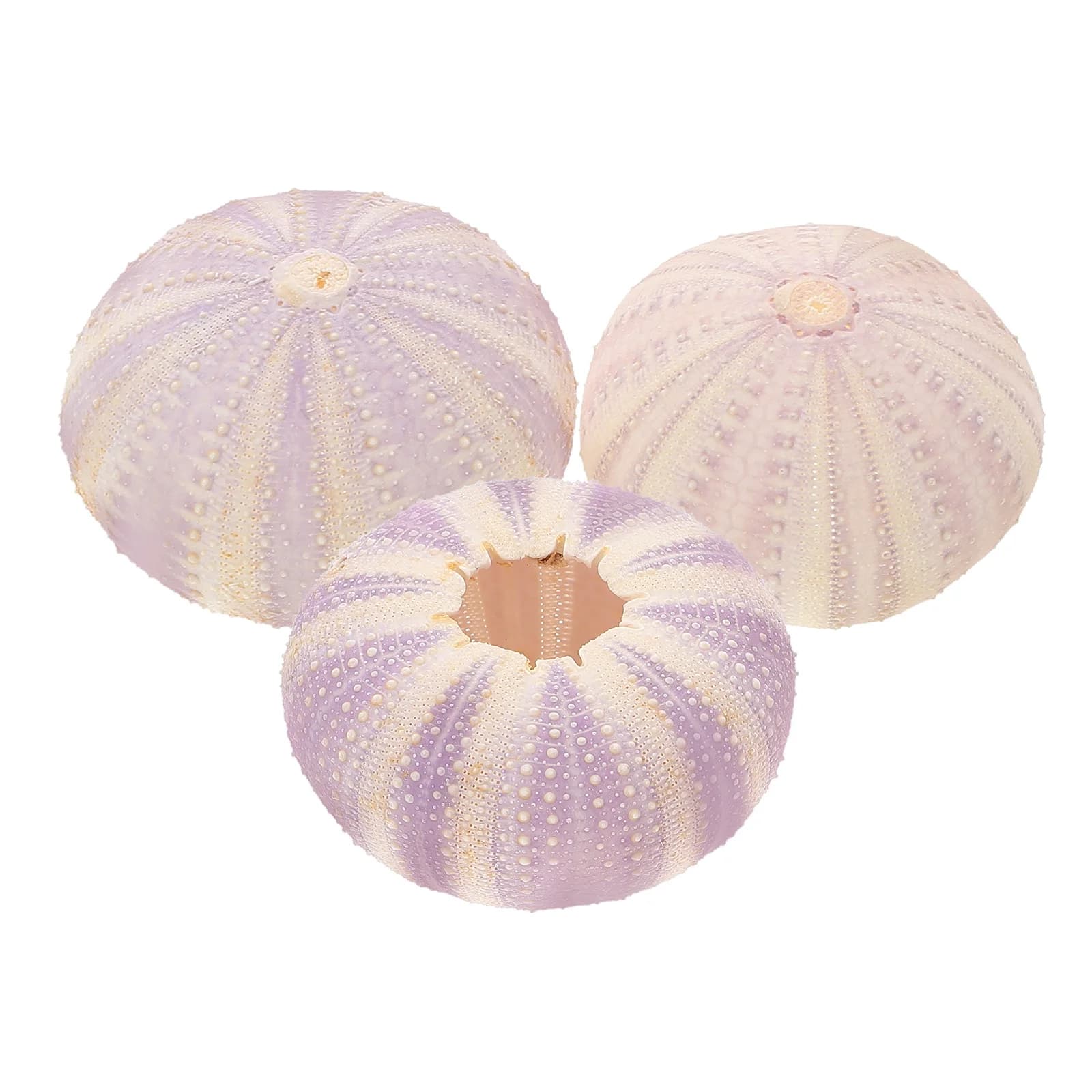 3 pezzi di conchiglia di riccio di mare essiccato naturale, unico piccolo supporto per piantare, vaso per piantare l'aria, ornamento da tavolo, artigianato decorativo per la casa