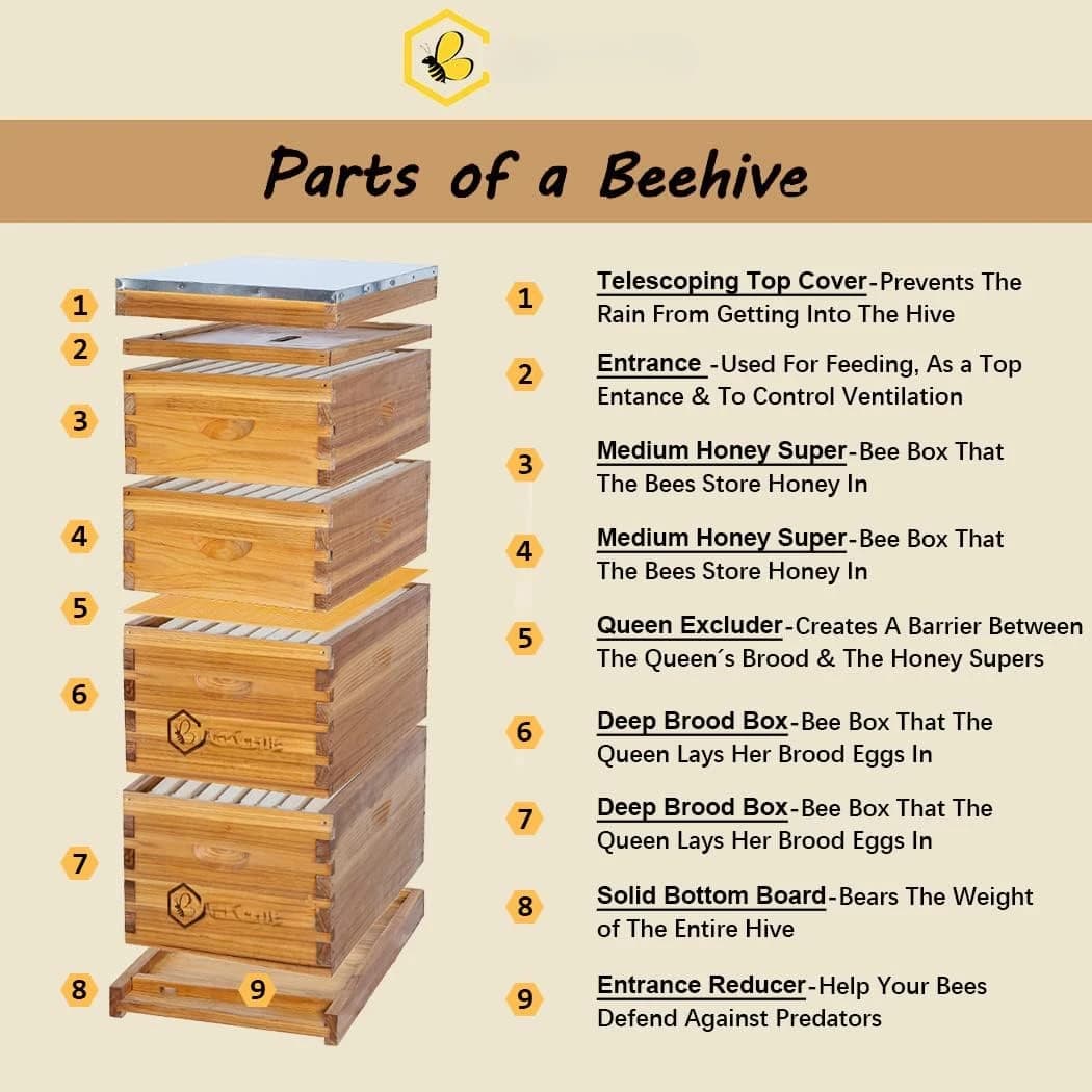 Alveare Langstroth with 8 frames covered with 100% bees wax includes frames for hive and wax foundations (2 deep boxes and 2 medium boxes)