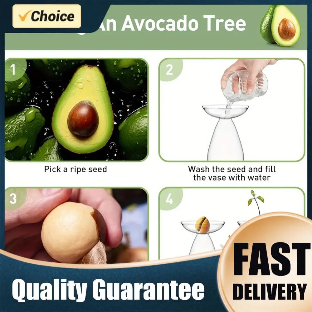 Avocado Seed Starter Vase Transparent Avocado Hydroponic Vase Glass Avocado Tree Flower Vase for Balcony