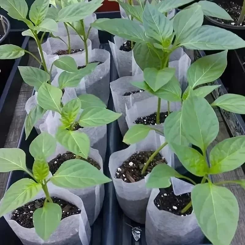 8x10 cm biodegradable nursery bag plant plant crops seed bags of nonwoven fabric for sowing flower pots for home garden accessories tools