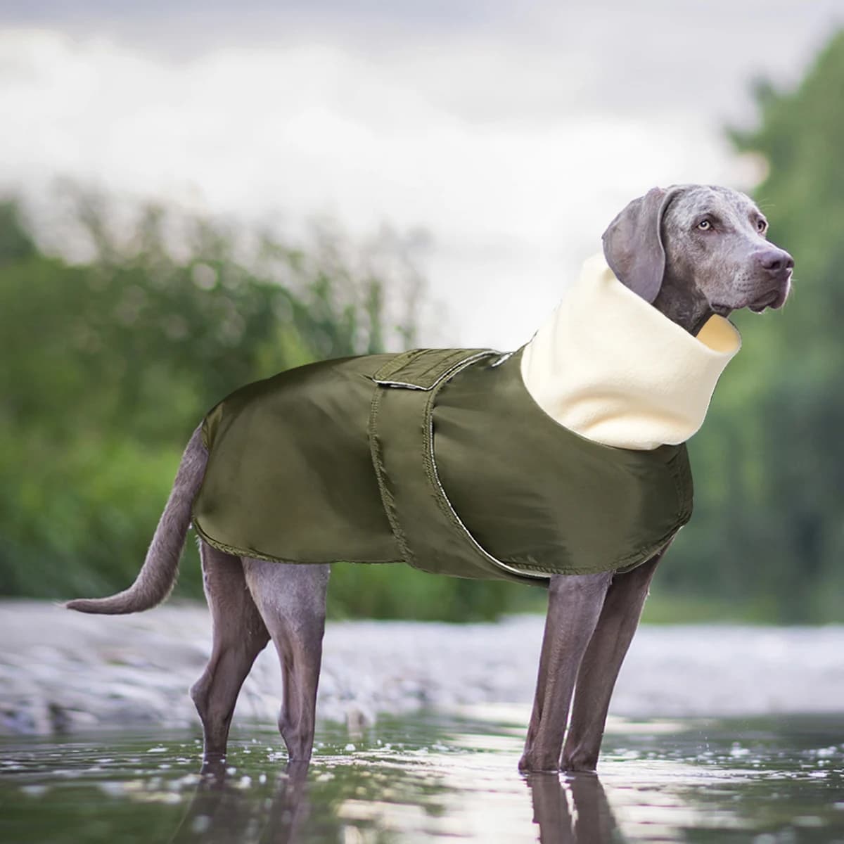 Giacca per Cani da Esterno, Adatta per Cani di Taglia Media e Grande, con Design a Collo Alto