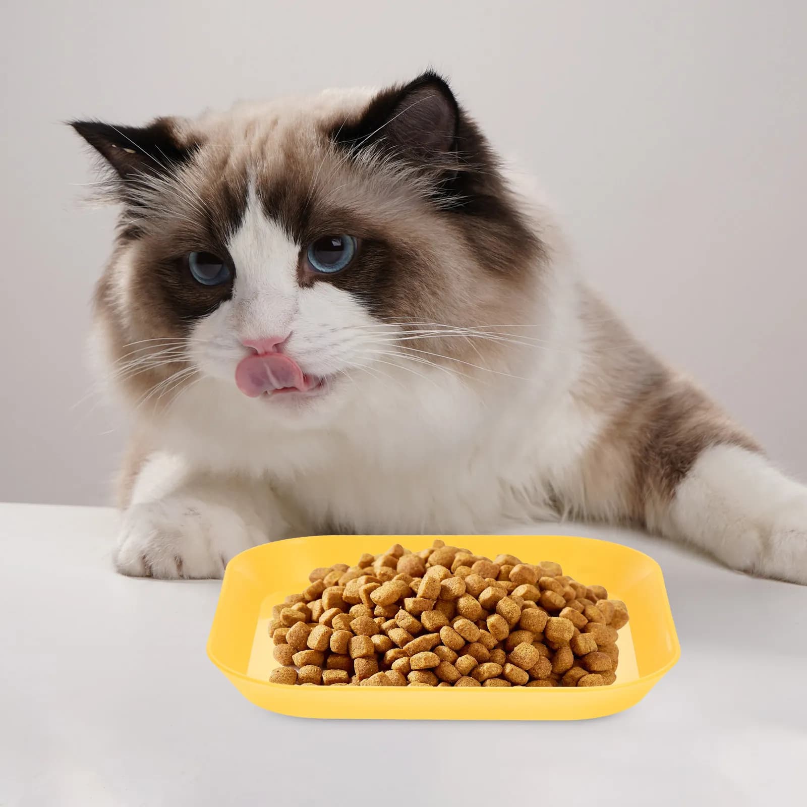 Set di 1 Ciotola per Gatti in Materiale PP, Piatto Antiscivolo Stabile per Alimentazione, Ciotola per Piccoli Animali Domestici, Facile da Pulire, per Gatti, Criceti e Conigli da Interno