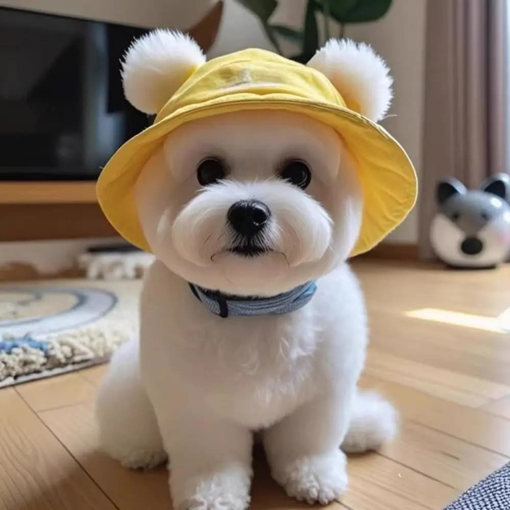 Cute Cotton Cat Sun Hat with Ear Holes S/M/L Pet Caps Outdoor Sun Protection Round Brim Cat Bucket Hat Puppy