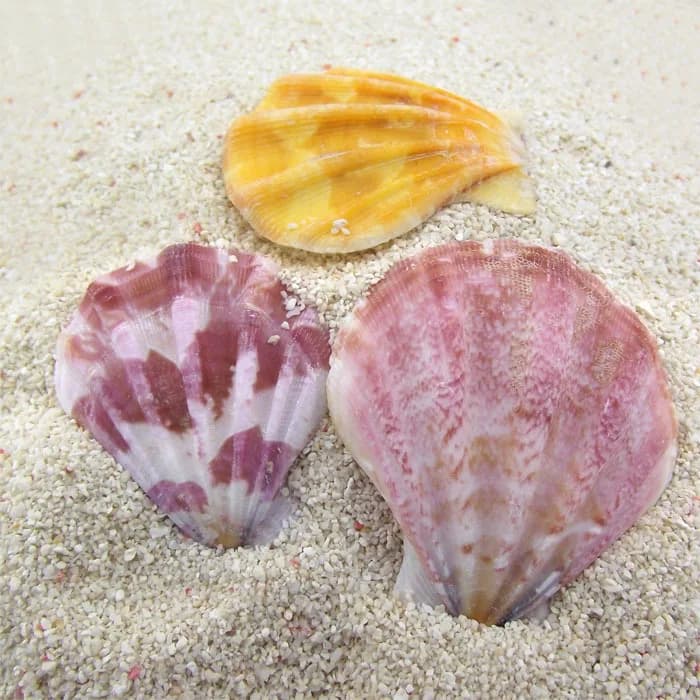 Natural Pecten maximus Shell Fragments - Seashell Wall Stickers, DIY Micro Landscape Decor, Aquarium Floor Wind Chime Accessorie