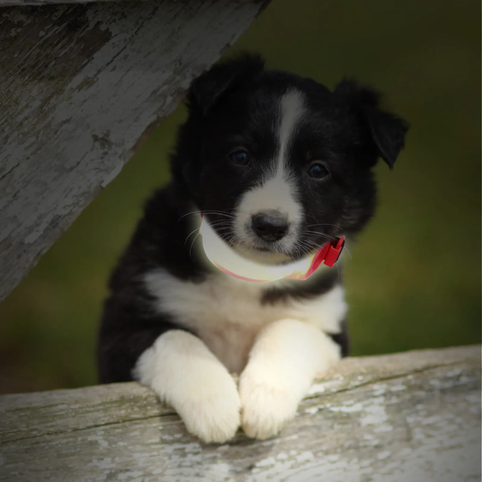 1 Pezzo Luce di Segnalazione Notturna Multifunzionale LED, Cinturino Luminoso per Collare di Cani, Accessorio di Sicurezza a Lunga Durata