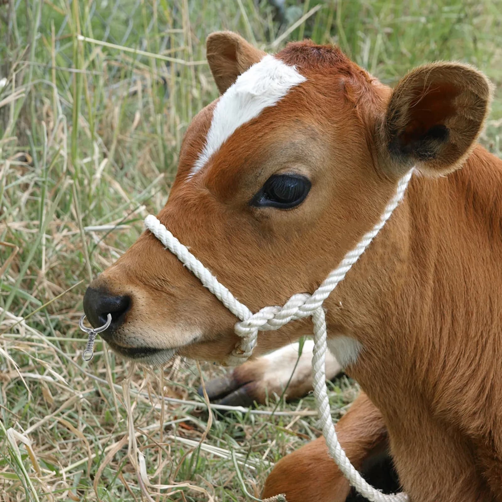 2Pcs Calf Weaning Nose Ring Stainless Steel Cattle Nose Circle Animal Equipment for Farm Cattle Breeding Tools Traction Cow