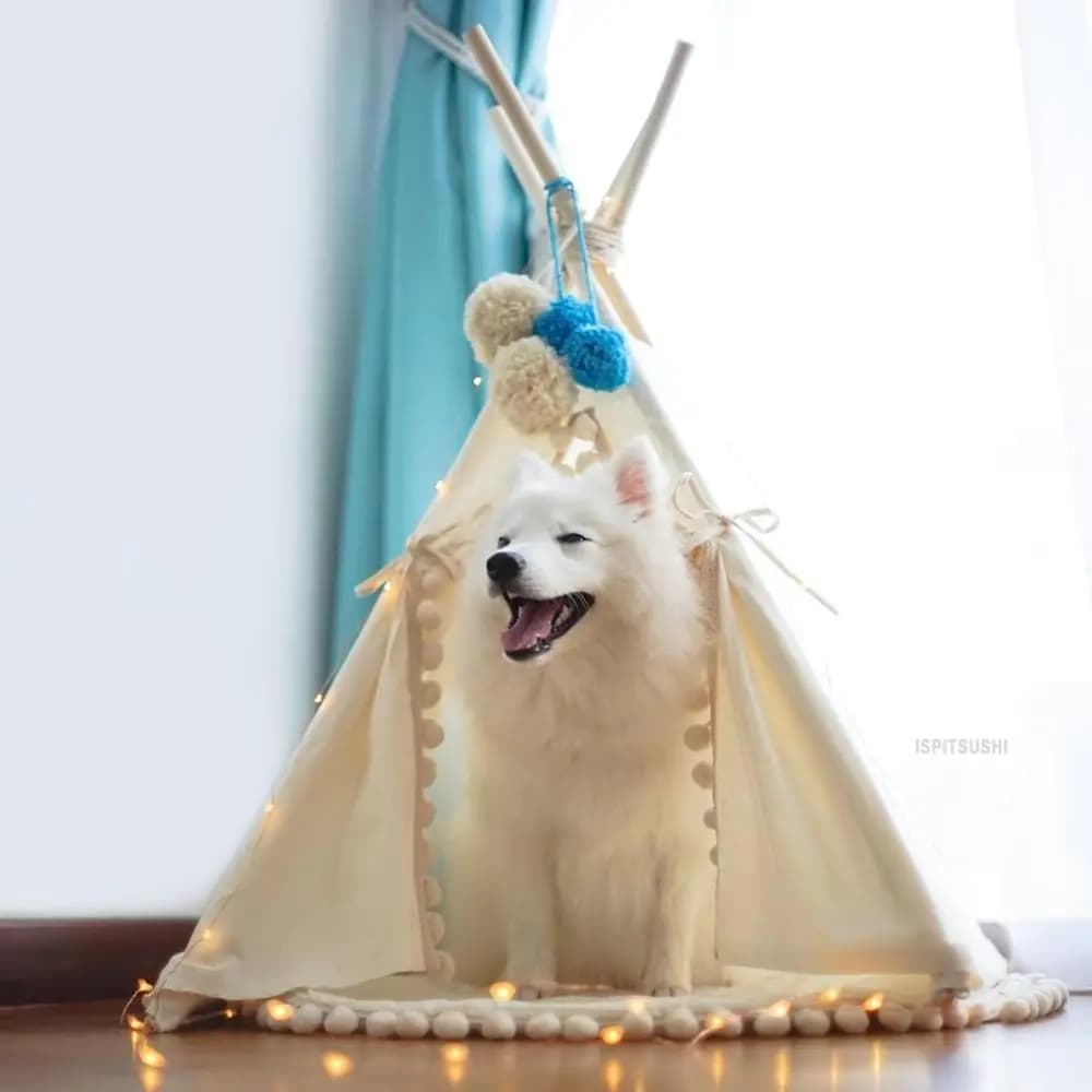 Tenda per Animali Domestici in Cotone - Letto di Lusso per Cani e Gatti di Taglia Media