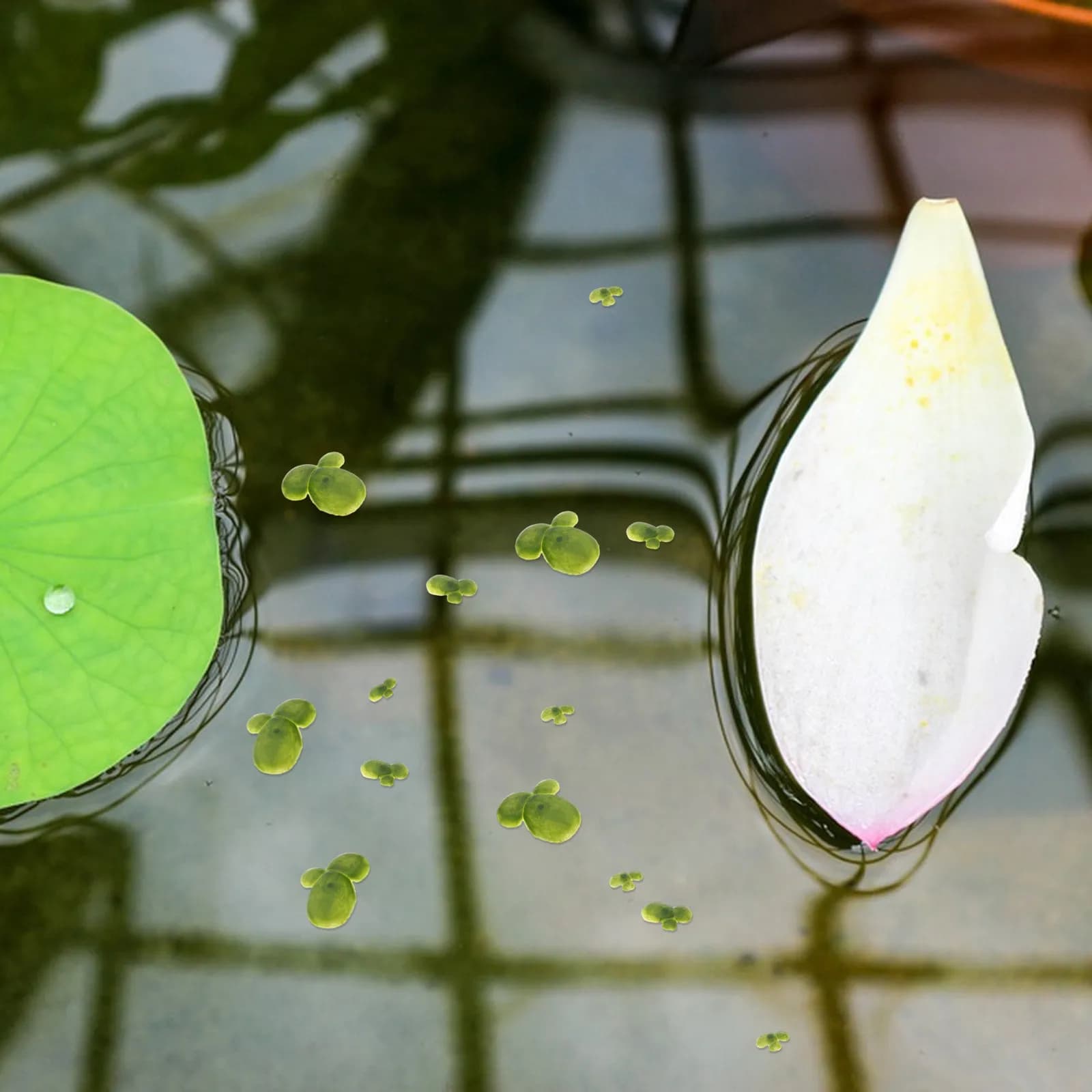 18 Pieces of Artificial Grasses Floating for Aquarium, Decoration for Fish Tanks, Simulated Ornament of Floating Herbs, Landscape for Aquarium