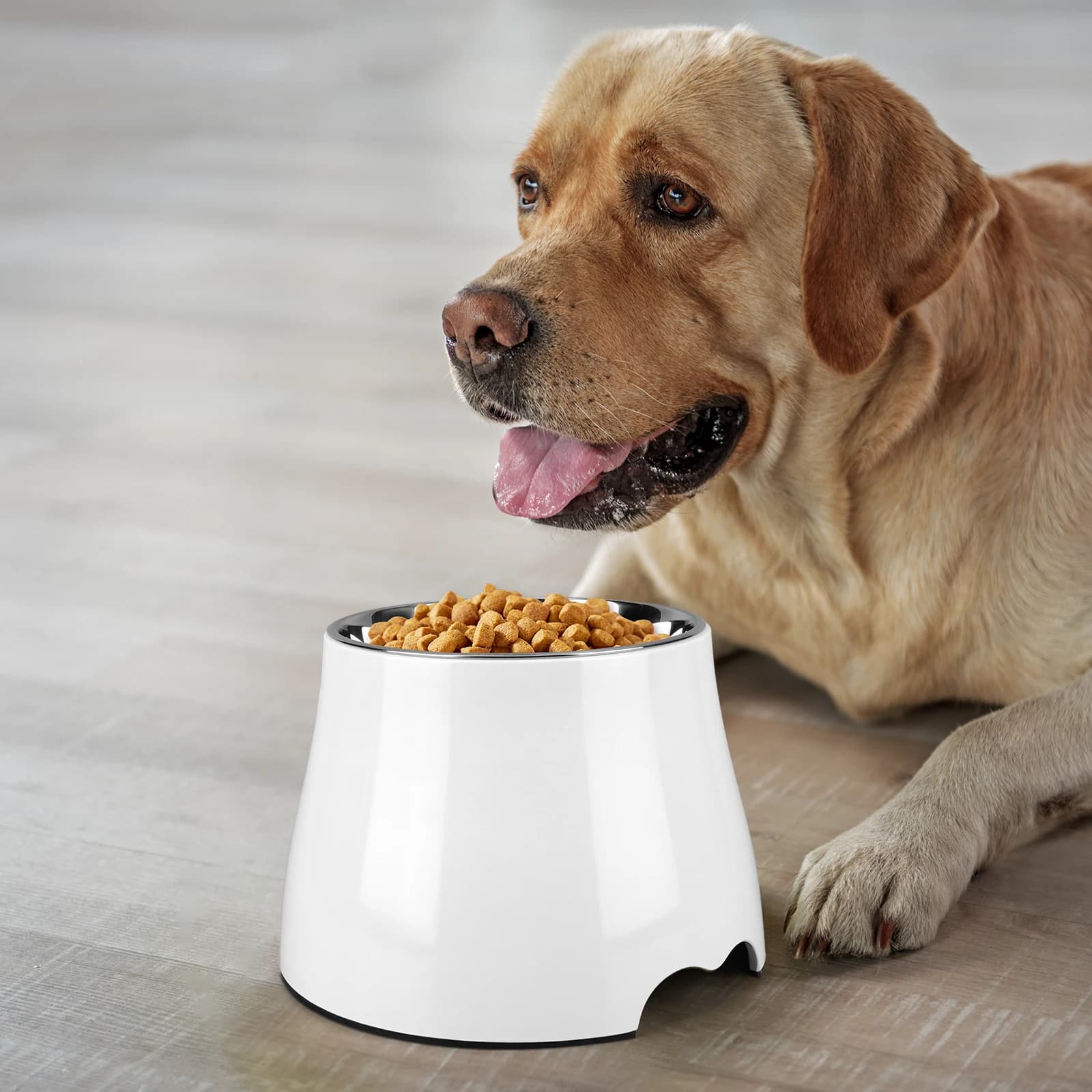 Ciotola per cani antiscivolo per cibo e acqua (ciotola bianca)
