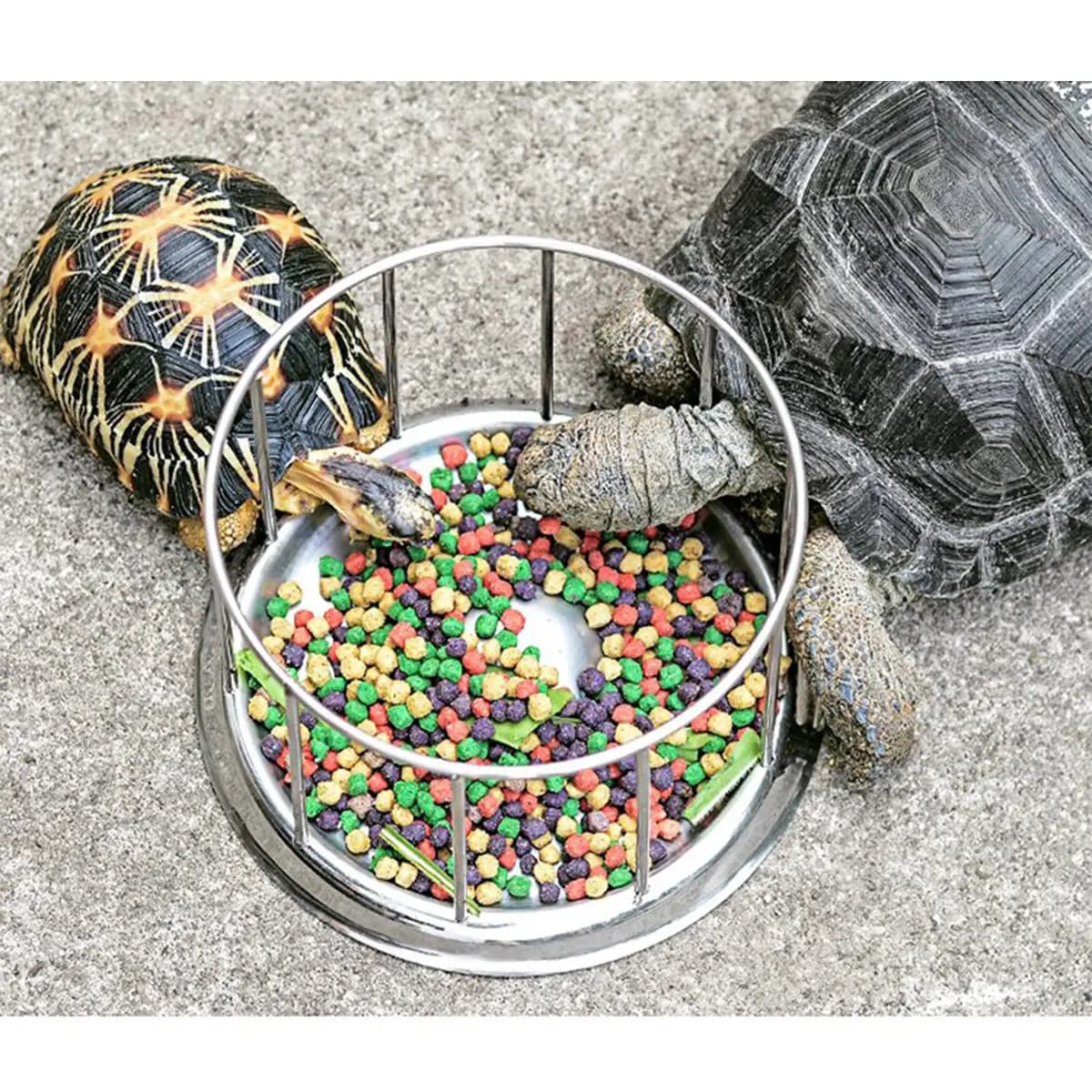 304 Stainless Steel Pet Tortoise Food Bowl Size S Eco-Friendly Nontoxic Odor-Free Smooth Edge Prevents Fighting Compact Reptile