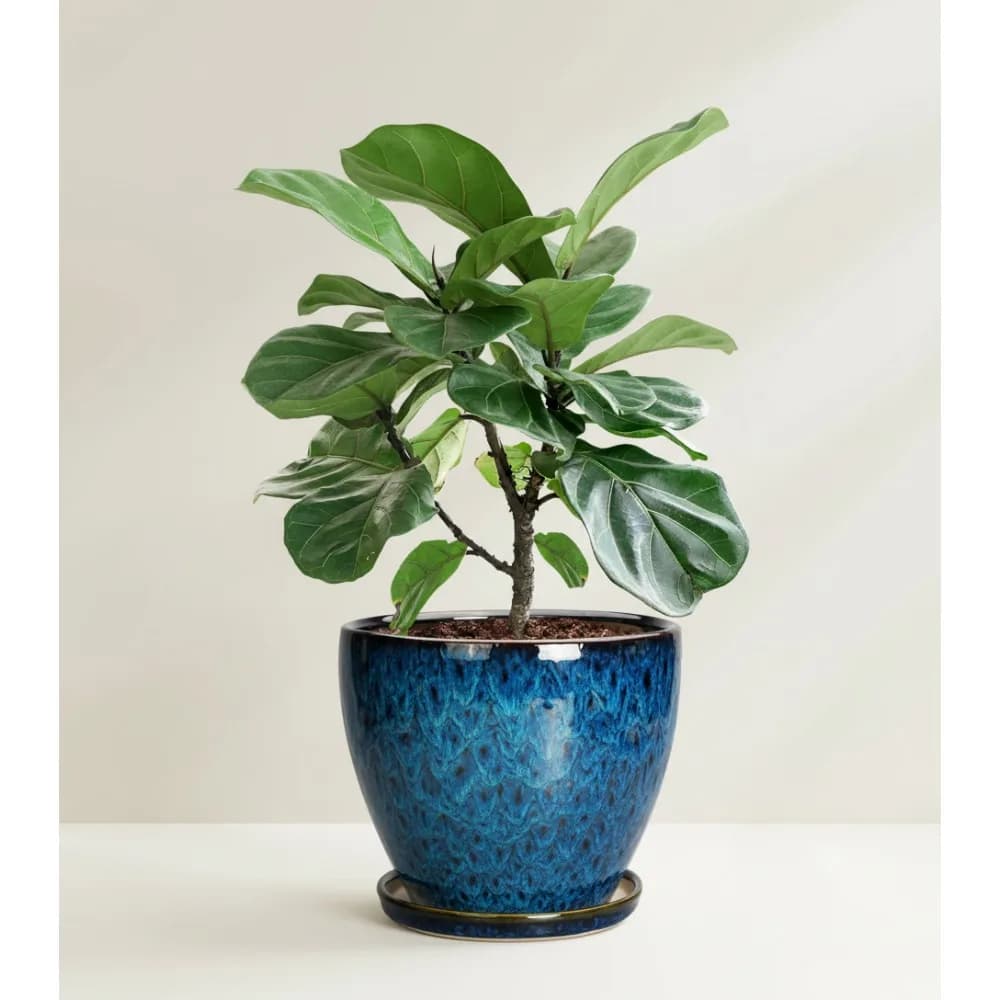 10 inch large ceramic planter with drainage hole and saucer - Blue round flower pot for indoor and outdoor plants
