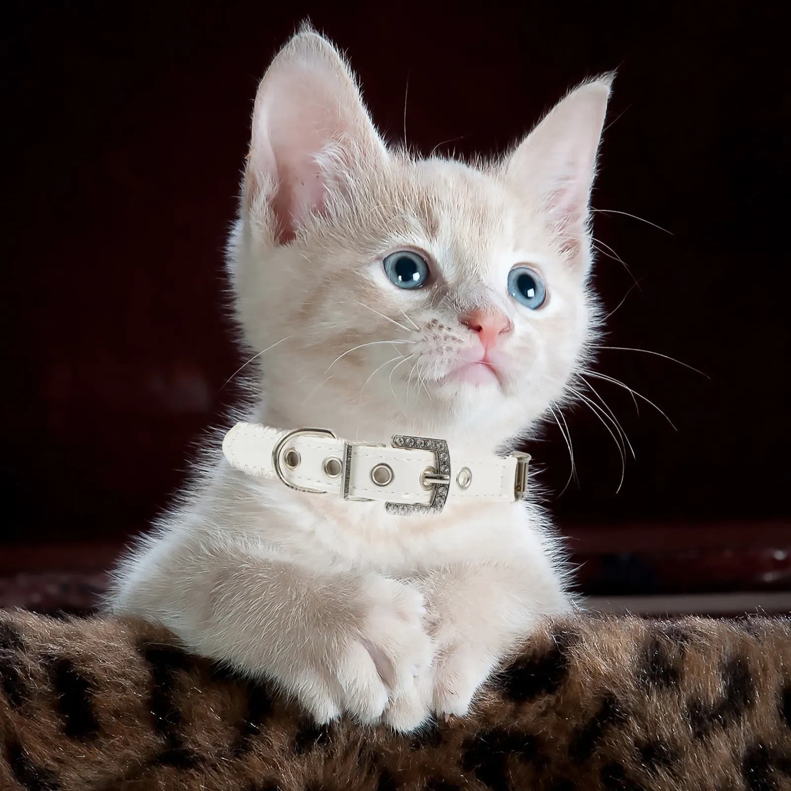 Set of 2 Adjustable Collars for Dogs with Pearls and Guinzaglio, Suitable for Daily Use, Race and Training