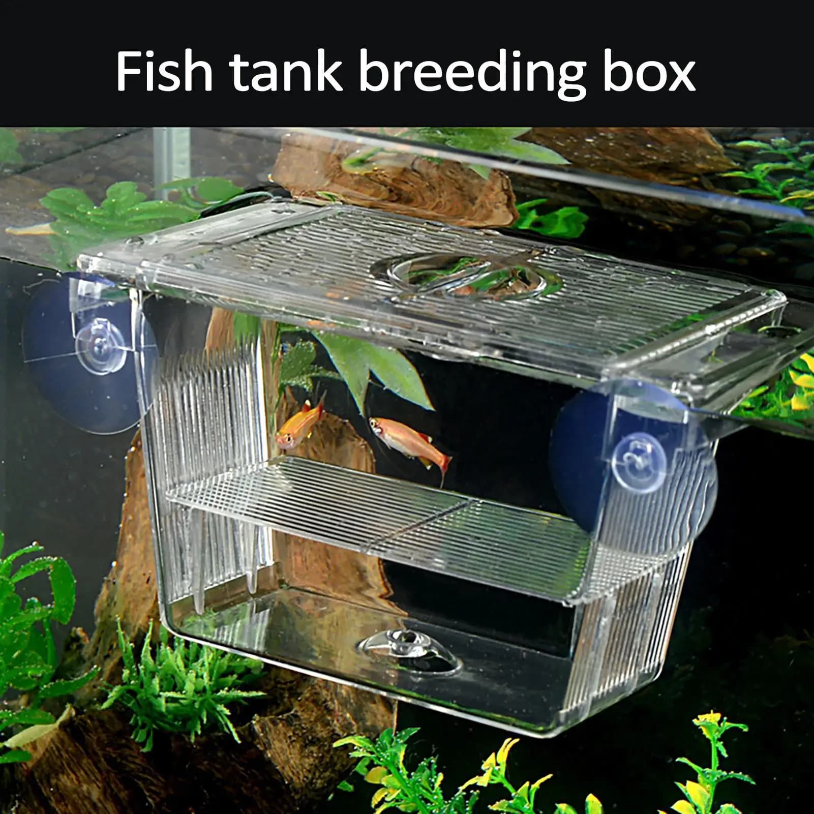 Box per Allevamento Pesci, Scatola Trasparente per Isolamento Pesci in Acquario, Incubatrice in Acrilico, Vasca per Pesciolini