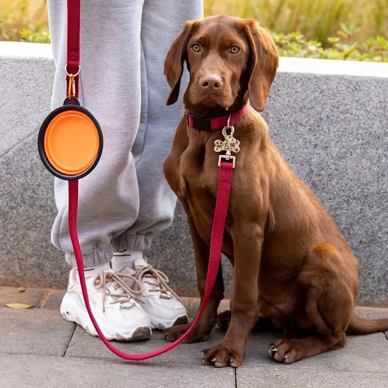 Ciotola portatile per alimenti per animali domestici Ciotola pieghevole in silicone durevole per cibo per cani e gatti Ciotola per alimenti per acqua all'aperto da viaggio portatile