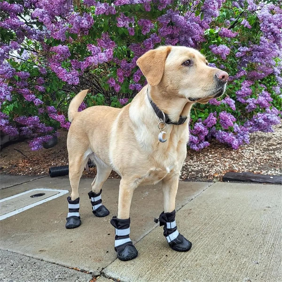 Scarpe Impermeabili per Cani AT33, Stivali Antiscivolo e Traspiranti, Protezioni per Zampe, Scarponi da Escursionismo per Cani 90