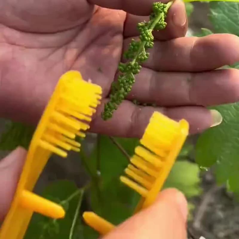 Pinza per potatura e selezione di bacche e fiori da 6,69 pollici, strumento manuale per la cura delle piante in giardino e in azienda agricola.