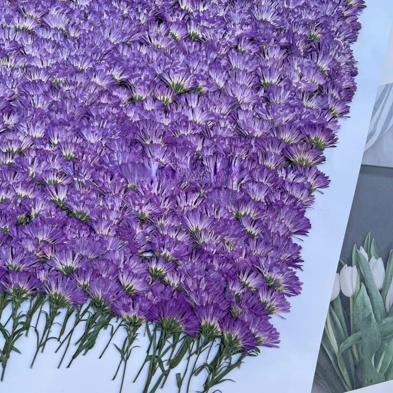 100 Pieces/3-6cm, Mini Margherite Presses, Floral Material for DIY Decorations, Christmas Gift Cards, Photo Frames, Bookmarks, Telephone Cover