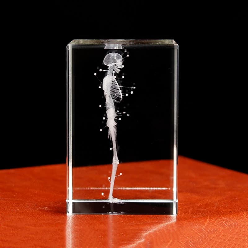 Crystal 3D Laser Engraved Human Anatomical Skeleton Cube Model Statue Paperweight Anatomy Mind Neurology Medical Science Gifts