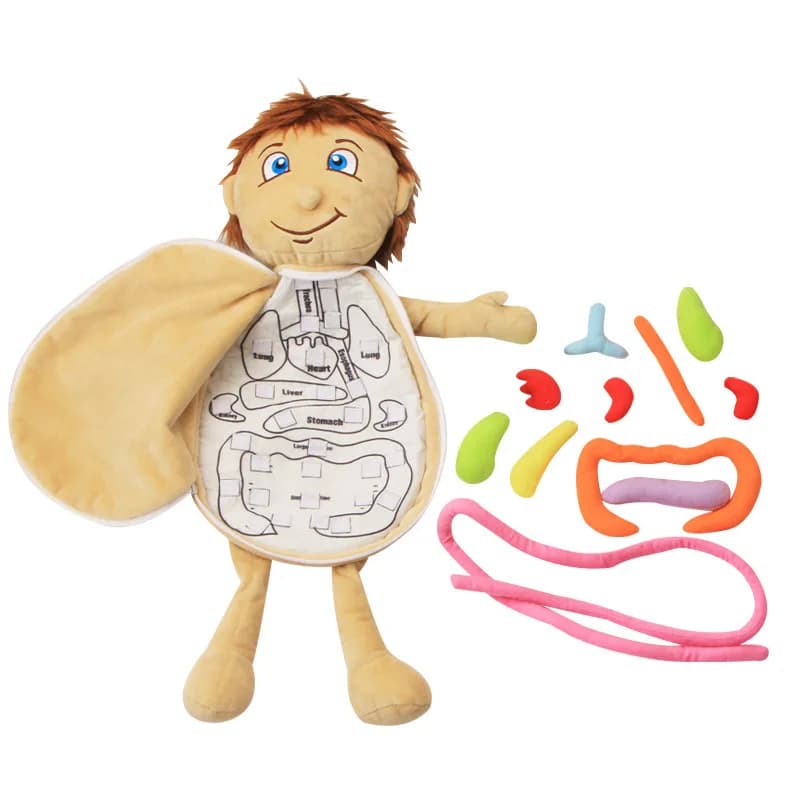 Viscera umana Cognitivo Kid Puzzle 3D Anatomia Bambola Organo educativo per l'apprendimento Strumento didattico per organo corporeo SoftToy