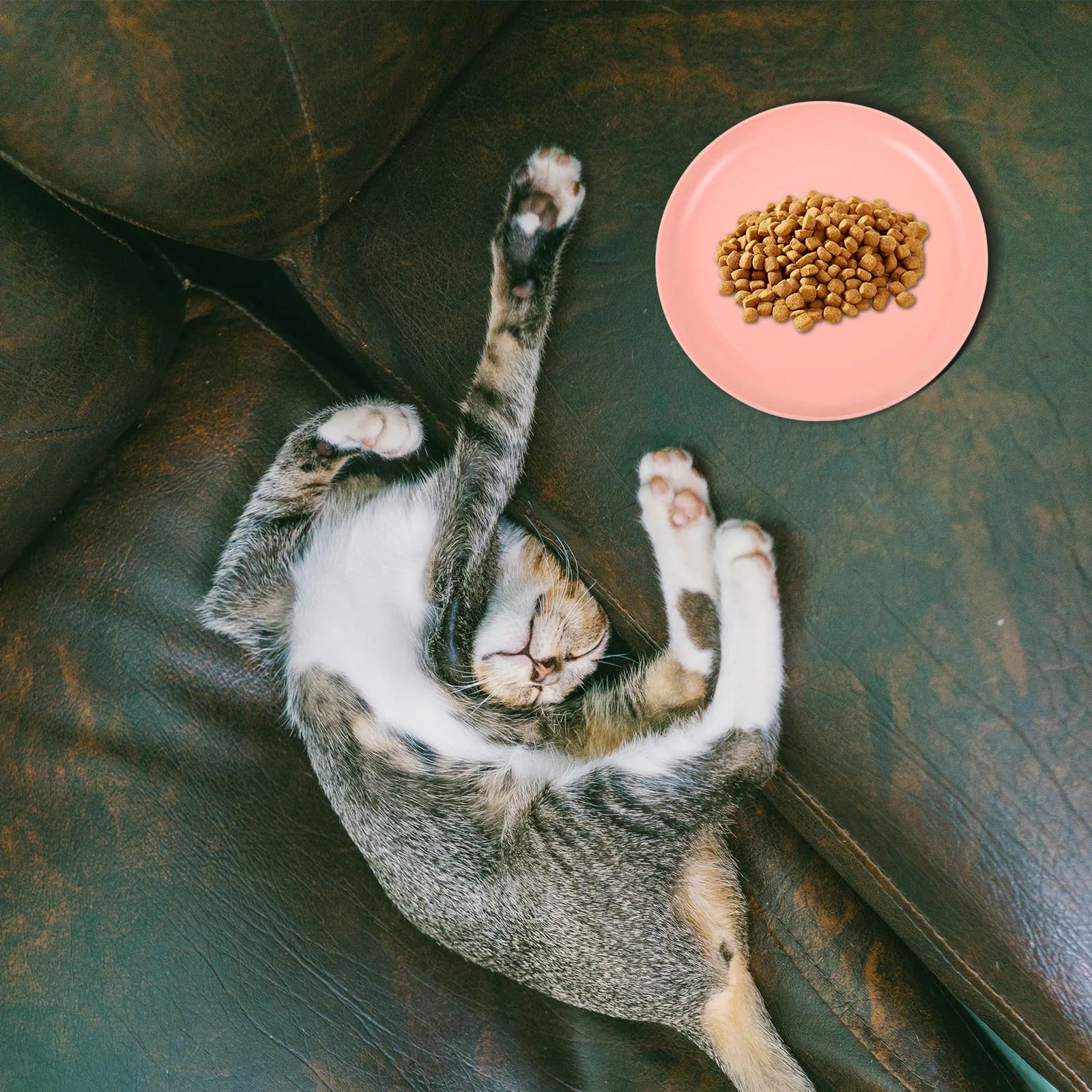 4Pcs Cat Food Dish Feeding Bowl Plastic Round Flat Pet Bowls Nonslip Shallow Cat Plates for Indoor Cats Comfortable Mealtime