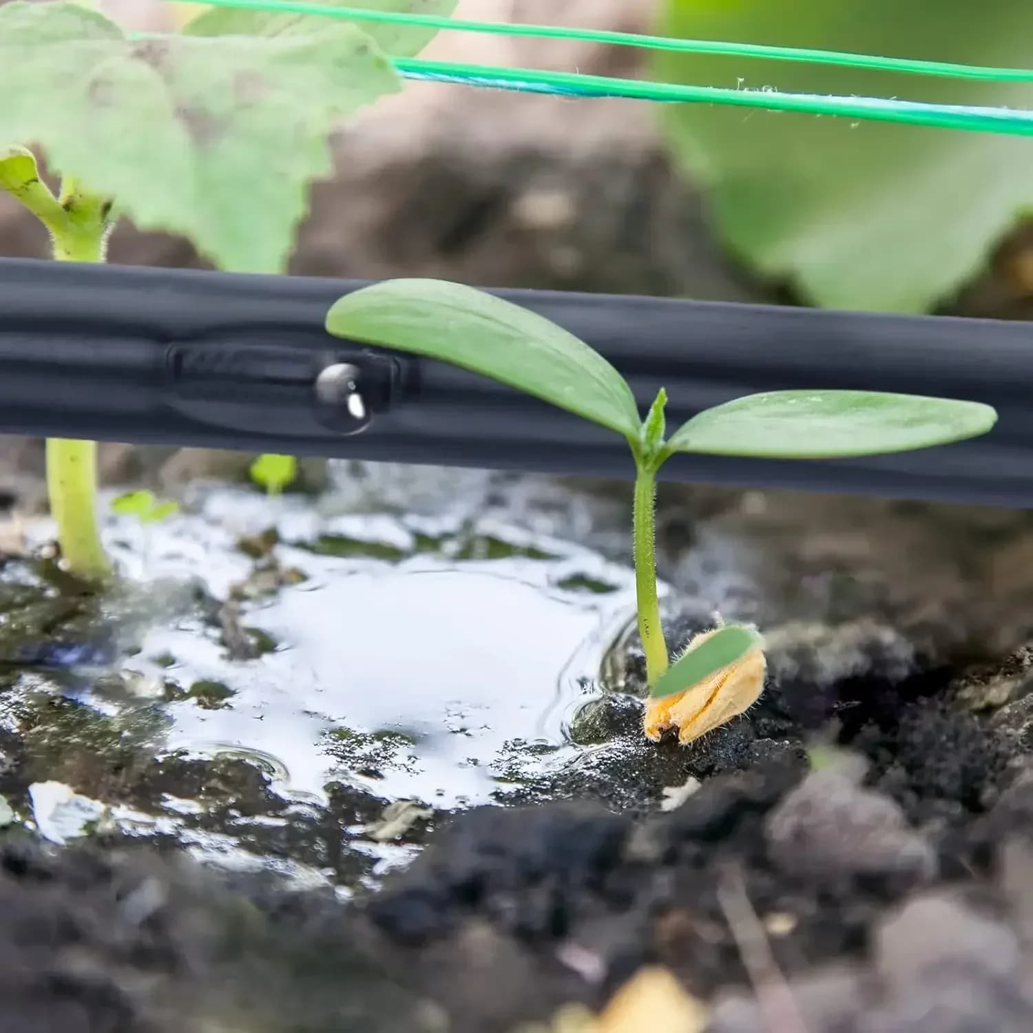 Nastro Gocciolante da 3281 Piedi (100m) con Distanza tra Gocciolatori di 6 Pollici, Rotolo da 16 Mil, Tubo per Irrigazione Automatica da Giardino
