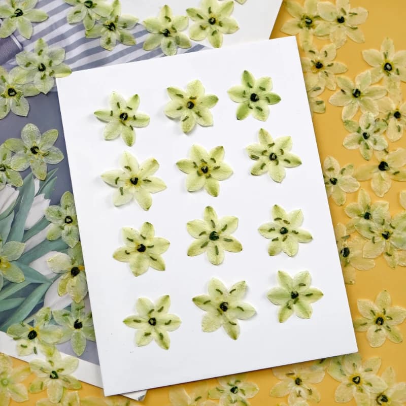 8pcs,No Fading Velvet Pressed Real Flowers Preserved Star Bethlehem for Resin Jewelry Face Makeup Christmas Scrapbooking DIY Kit