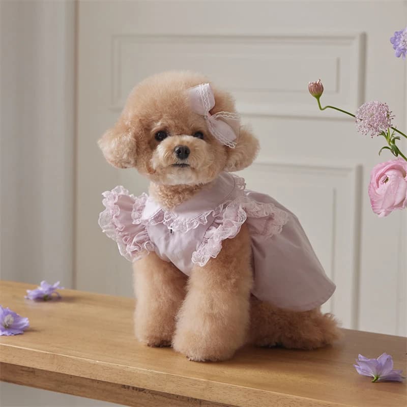 Nuovo Vestito Rosa per Cani 2026, Abito da Principessa con Colletto a Bambola e Volant in Pizzo per Cani Piccoli, Vestito per Gattine, Abbigliamento per Cuccioli