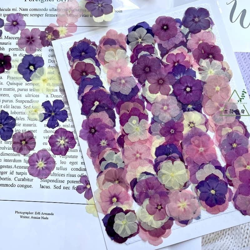 12 pieces, pressed dried flowers Phlox of semi-transparent niche - DIY handcrafted supplies for frames for photo / resin jewelry/custody for phone/bookmark