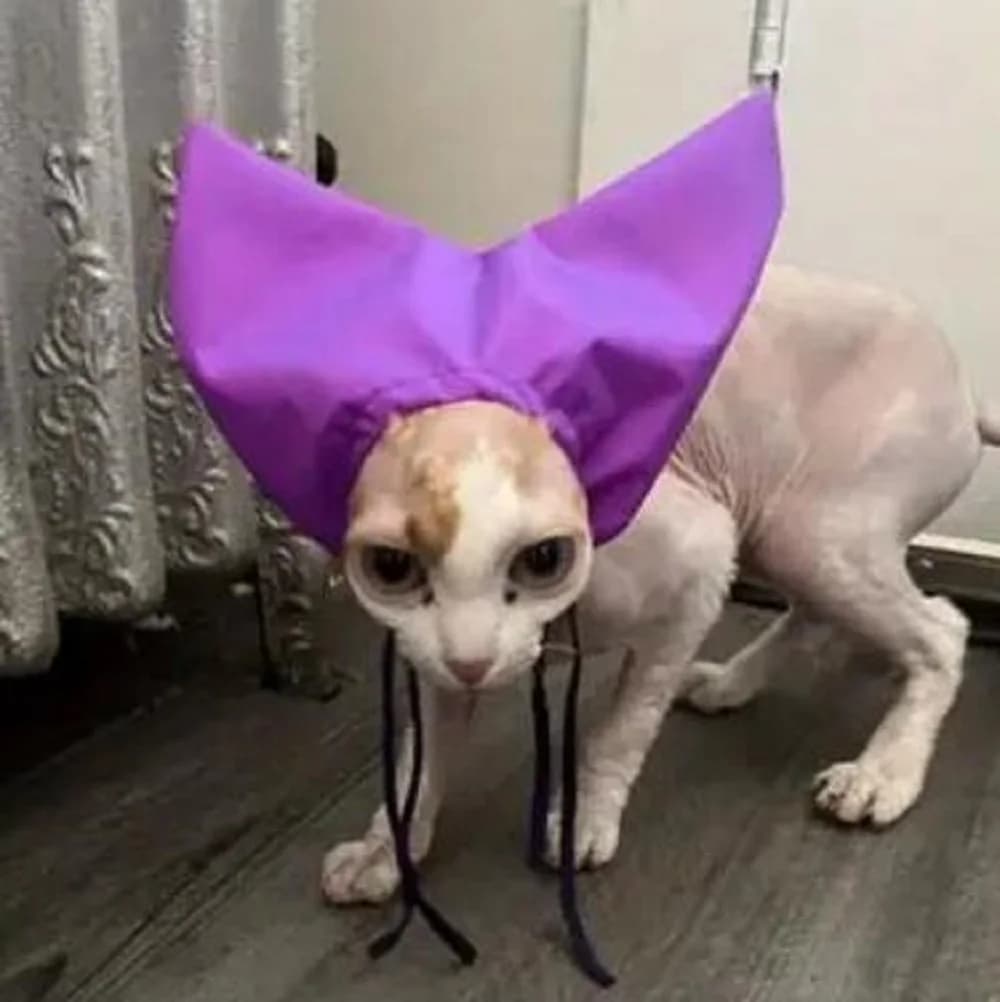 Nuovo cappello per gatti Protezione per il nuoto Copricapo per le orecchie Prendi il bagno Previene l'ingresso dell'acqua Cuffia per la doccia Cinque colori sono disponibili