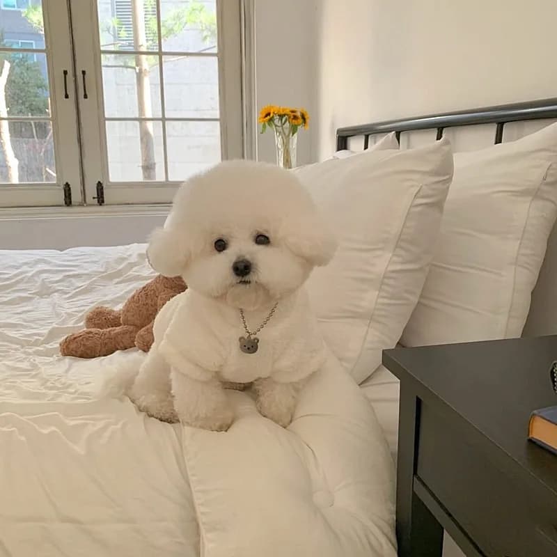 2025 Felpa con cappuccio natalizia per cuccioli Teddy Cartoon Giacca in pile Inverno caldo Abbigliamento per animali domestici Modello di agnello Bichon Pullover