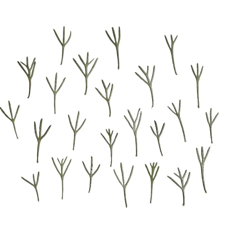 24pcs,Real Pressed Achillea Leaves Dried Flower Specimen for Epoxy Resin Mold,Botanical Wall Art,Handmade Bookmark DIY Supplies