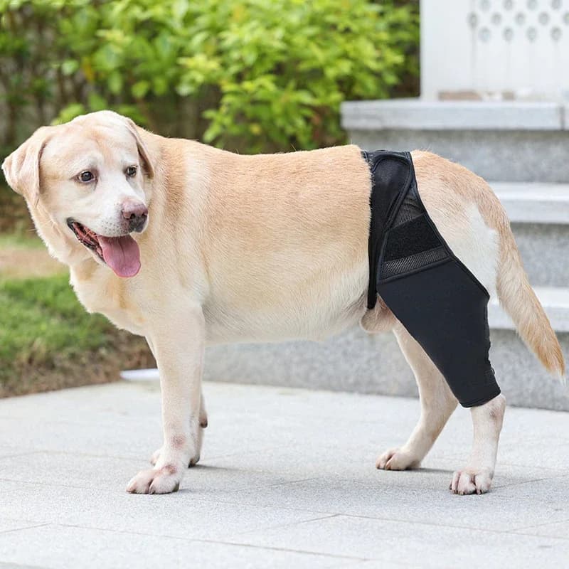 Ginocchiere fisse per lesioni chirurgiche del cane Supporto per leggings per gatti Set Protezione per animali domestici Copri piedi per cani Avvolgimento per le gambe Trasporto di goccia