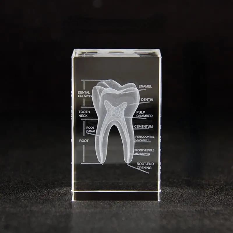 3D Scientific and Educational Solid Crystal Laser Engraving Tooth Model Decoration