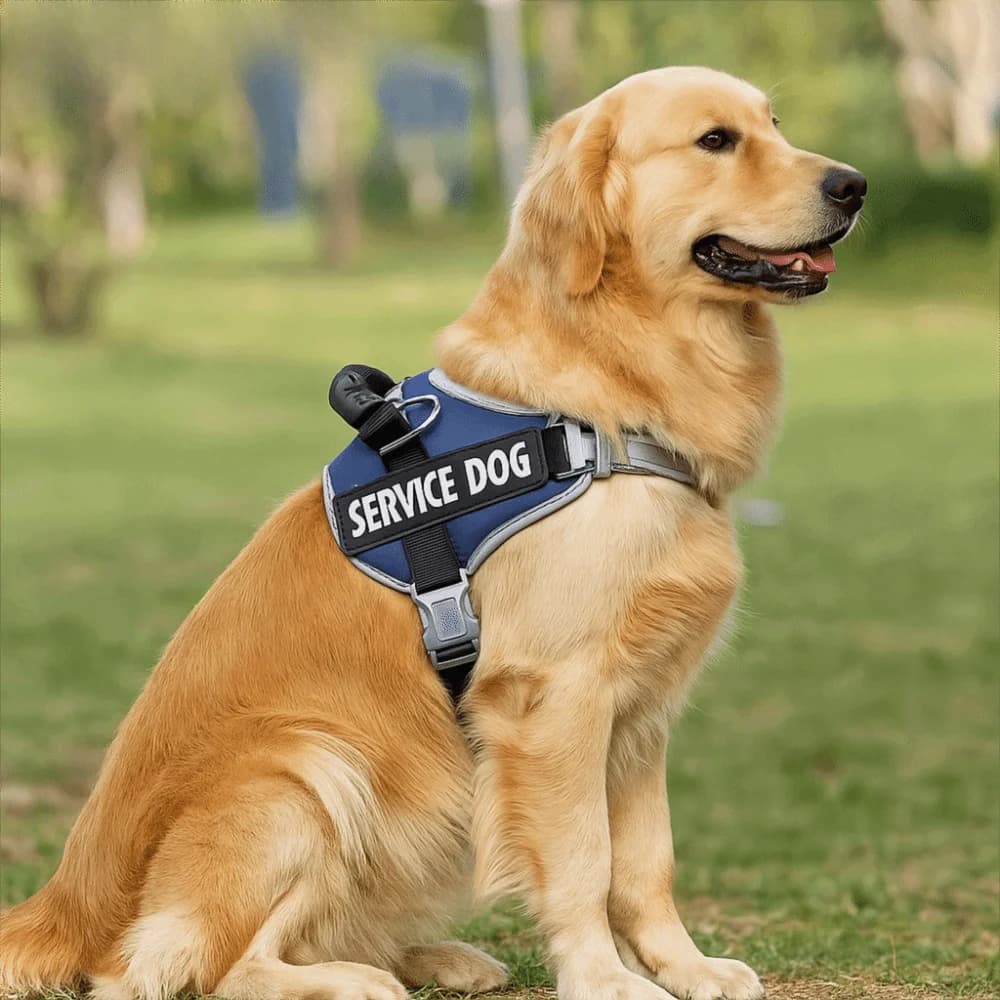 Gilet per cani Imbracatura per cani regolabile Guinzaglio riflettente Set Imbracatura per gilet riflettente Imbracatura regolabile Addestramento per cani