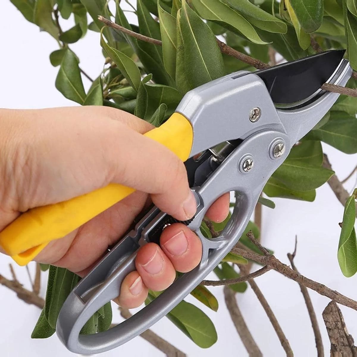 A Garden Pruning Scissors Segmented Gardening Scissors