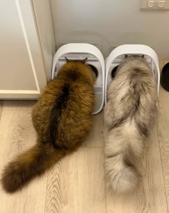 Chip Identification Intelligent Pet Feeding Bowl, Insect Resistant Wet Food Storage Automatic Feeder for Cats
