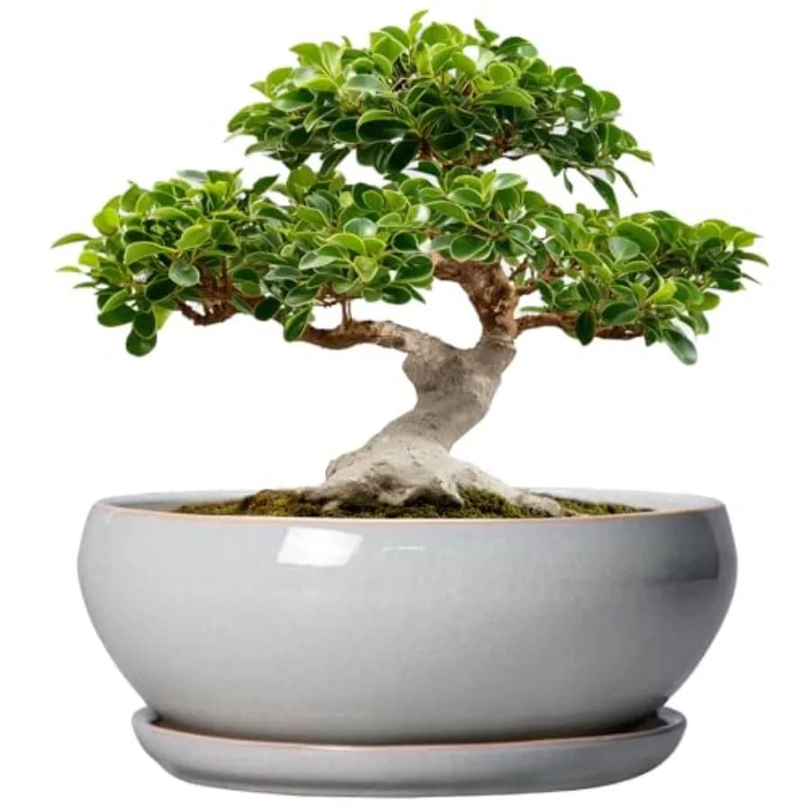 Vasi per Bonsai da 12 Pollici - Grandi Vasi in Ceramica per Piante Succulente con Foro di Drenaggio e Sottovaso, Fioriera Poco Profonda per Piante da Interno ed Esterno