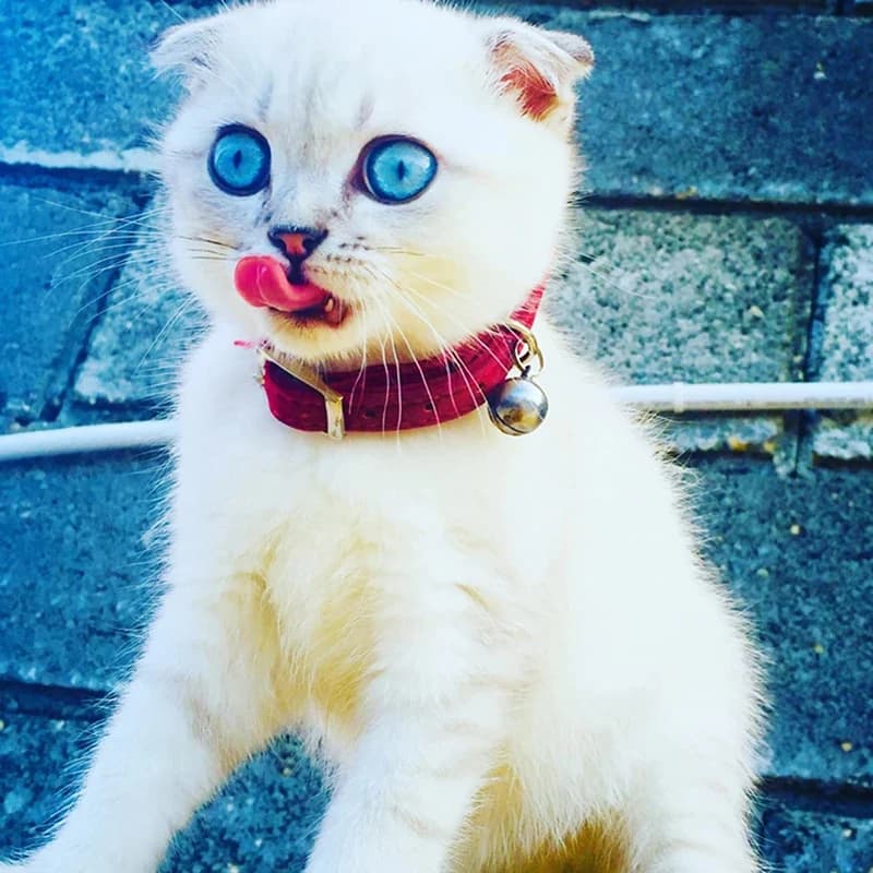 Collare per Cani Regolabile Morbido ed Elastico, Collare di Sicurezza alla Moda per Cani Piccoli, Gatti, Cuccioli e Gattini