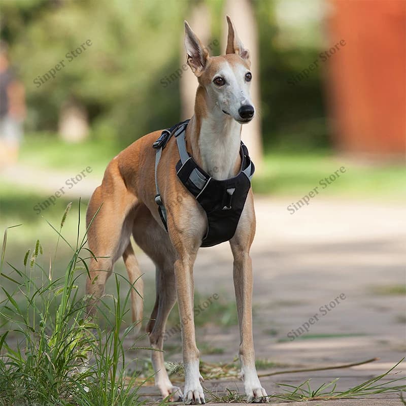 Set Pettorina e Guinzaglio Tattico per Cani, Resistente, Anti-Trazione, con Patch per Cani da Servizio, Cintura di Sicurezza per Cani, Riflettente e Regolabile