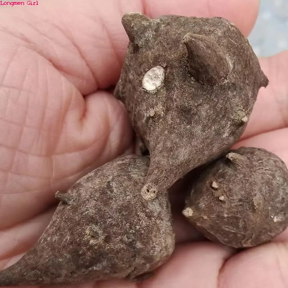 Radice di Aconitum Naturale di Alta Qualità 100g/200g, Multiuso Aconitumnagarumstapf per Artigianato Fai-da-Te, Produzione di Sapone, Decorazione Casa