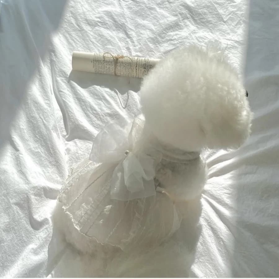 Gonna estiva per animali domestici Teddy Pomerania Abbigliamento Cane di piccola taglia Gatto Abito da sposa Abito Prodotti per animali domestici