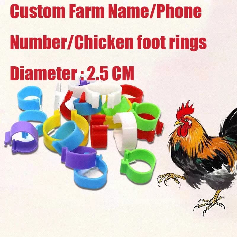 100 anelli personalizzati per gambe di pollo Fasce per gambe di pollame con fibbia, anelli di marcatura per polli, anatre, oche, pollame, diametro 2,5