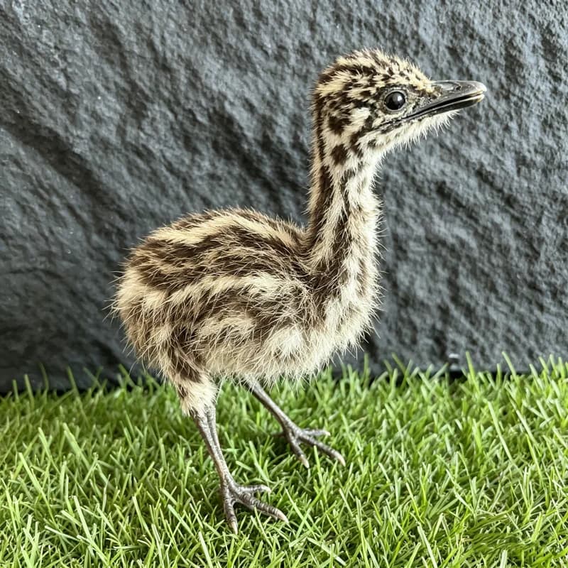 Esemplare di Struzzo/Emu Imbottito, Taxidermia Animale per Arredamento, Perfetto per Collezionismo, Regalo Speciale e Unico