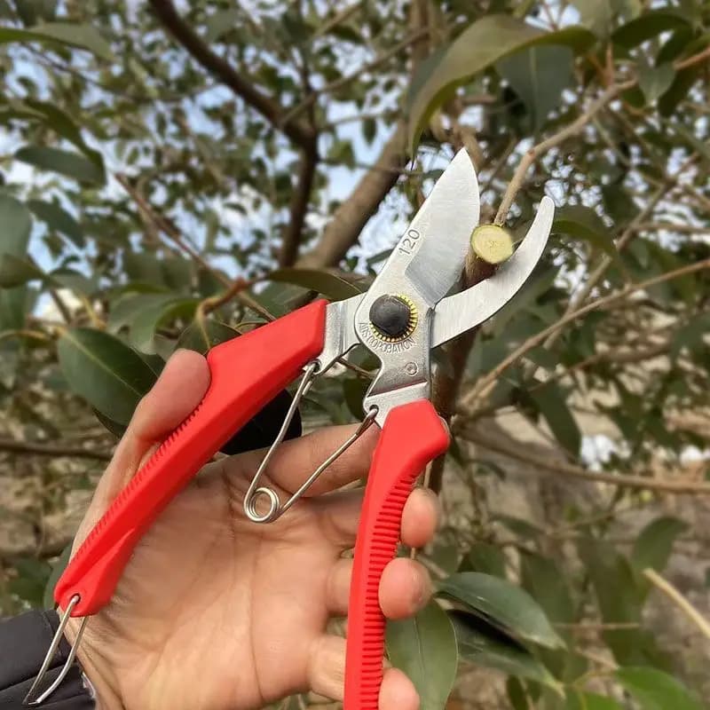 Forbici da Potatura Alice Miyamoto Importate dal Giappone, Modello Alice 120DX per Fiori, Giardinaggio e Alberi da Frutto
