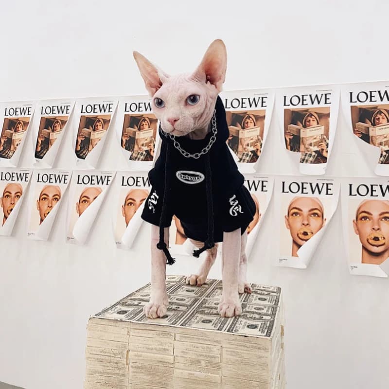 Moda primavera autunno Sphynx bob Hairless Cat Clothes felpa con cappuccio in pile di cotone per felpa Cartoon big Rex in autunno