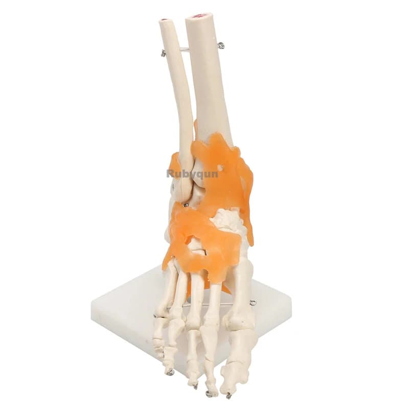 Modello di Articolazione del Piede Umano con Legamenti, Scheletro per Insegnamento e Formazione Medica, Disponibile all'Ingrosso