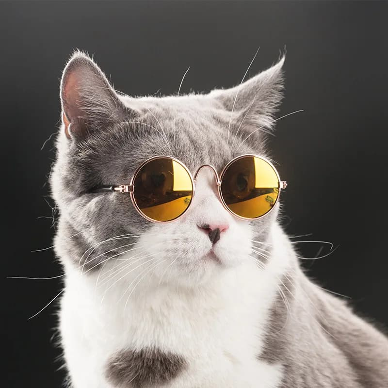 Fashion Cat Glasses For Small Cat Glasses Grooming Pet Dogs Sunglasses Eye Pet Cool Glasses Photos Protection Cat Sunglasses