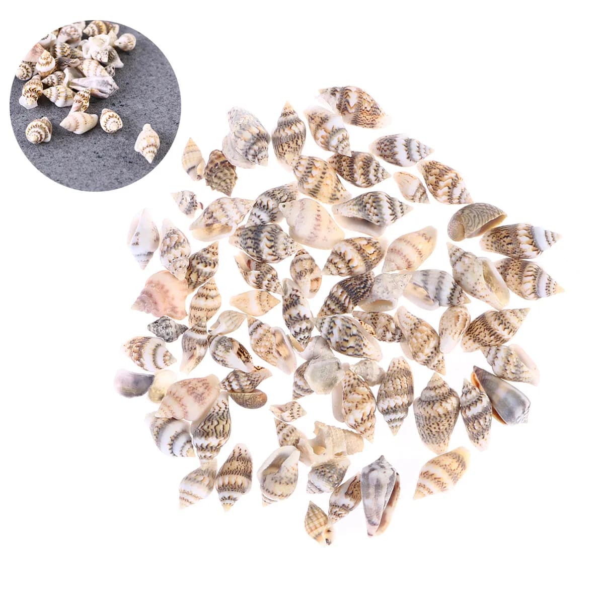 50Pcs Seashells for Crafts Natural Beach Shells Vivid Dark Teal Color Ideal for Sketchbooks Invitations Home Aquarium