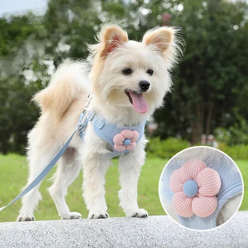 Gilet per animali domestici, corda da trazione, cartone animato per cani, accessori tridimensionali, Teddy, cane da passeggio, corda per gatti, protezione per il petto e la schiena